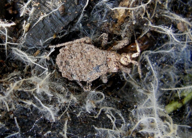 Reduvidae ricoperto di fango: Holotrichius?